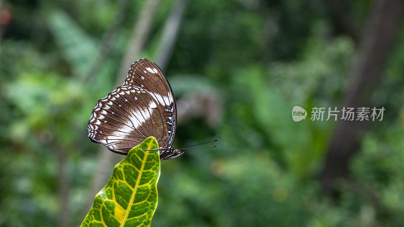 蝴蝶大卵蝇，(Hypolimnas bolina)，普通卵蝇，蝴蝶。